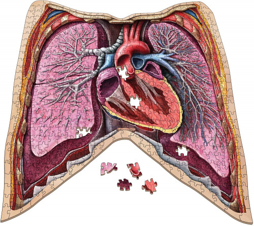 Jigsaw Puzzle: Dr. Livingston's Anatomy - The Huma...