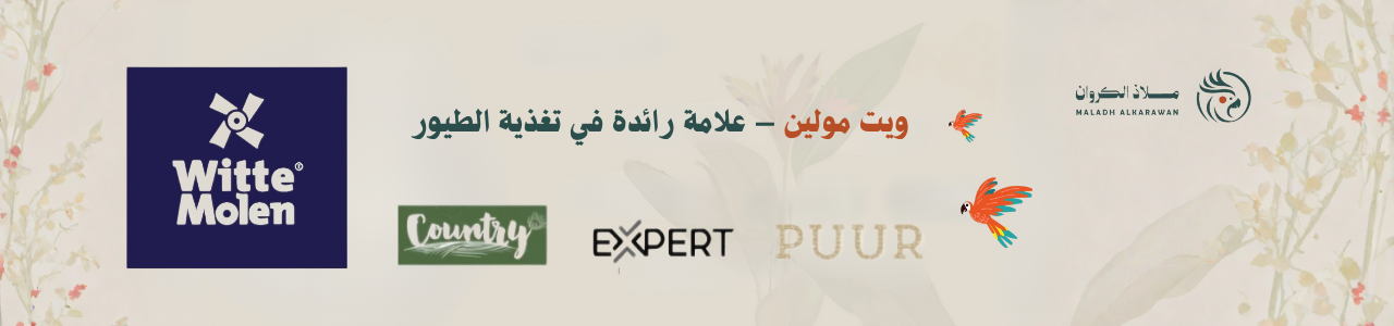 ويت مولين | Witte Molen