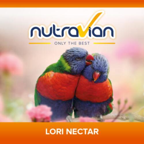 لوري نكتار Lori Nectar