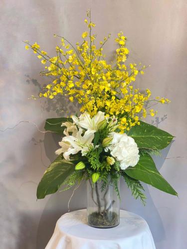 فازة دانسينق ليدي