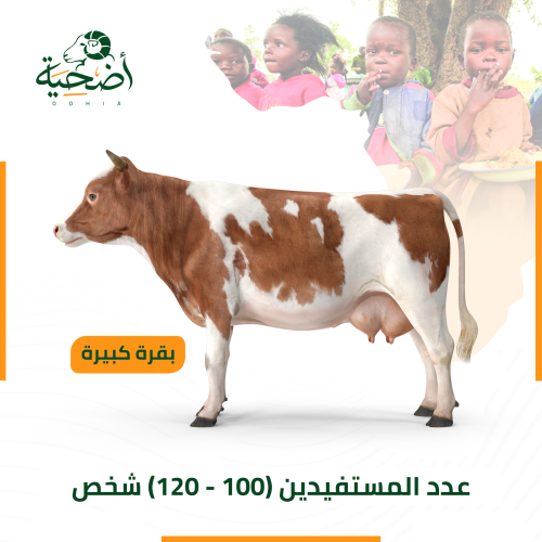 بقرة كبيرة