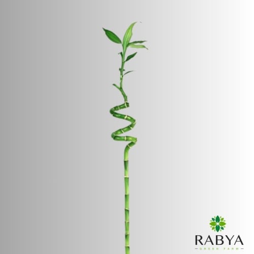 بامبو صغيرة