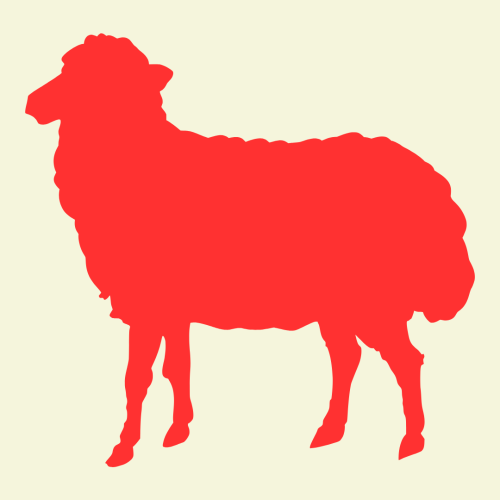 اضحية مكة ( غنمة )