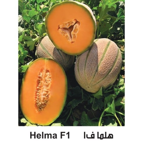 بذور شمام هلما