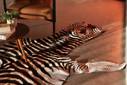 الحمار الوحشي - Zebra