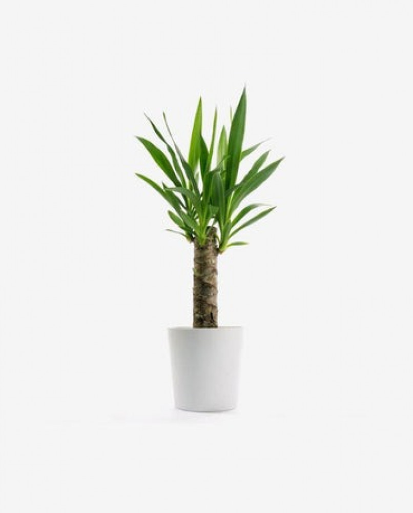 ساعة حائط كلاسيك بدون أرقام 2