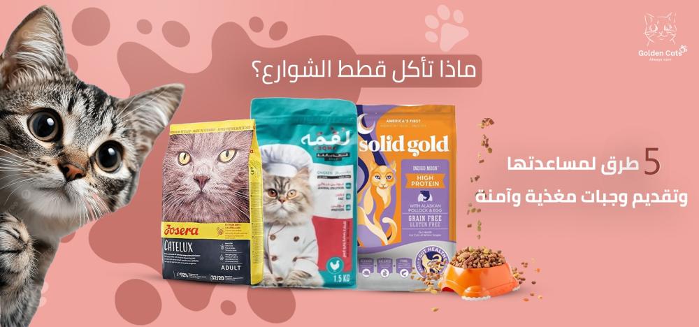 ماذا تأكل القطط الشوارع