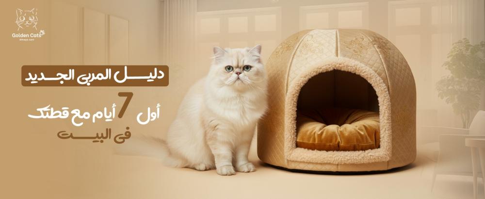 تربية القطط للمبتدئين: أول 7 أيام في البيت