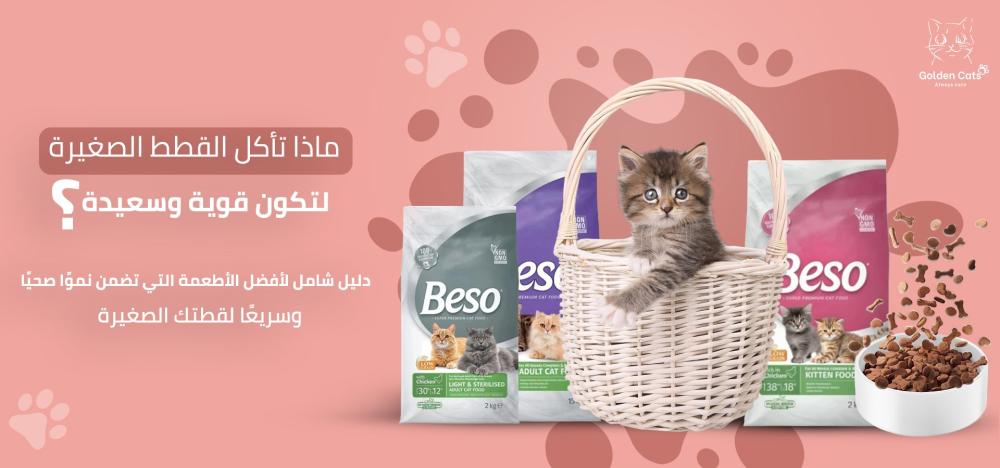 ماذا تأكل القطط الصغيرة