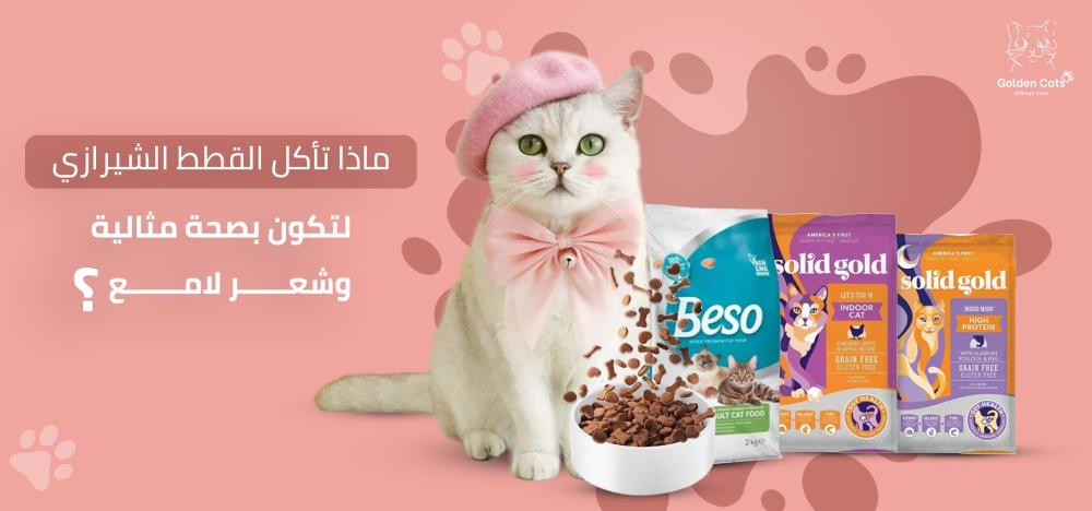 ماذا تأكل القطط الشيرازي