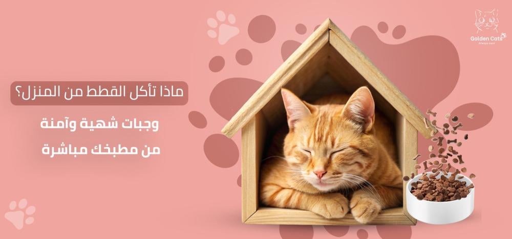 ماذا تأكل القطط من المنزل