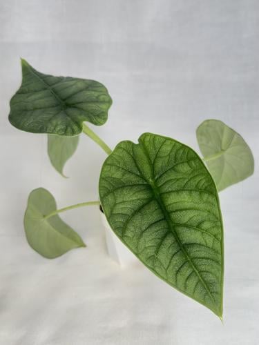 Alocasia Melo - الوكاسيا ميلو