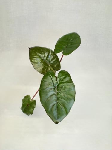 Alocasia Yucatan Princess - ألوكاسيا الأميرة يوكات...