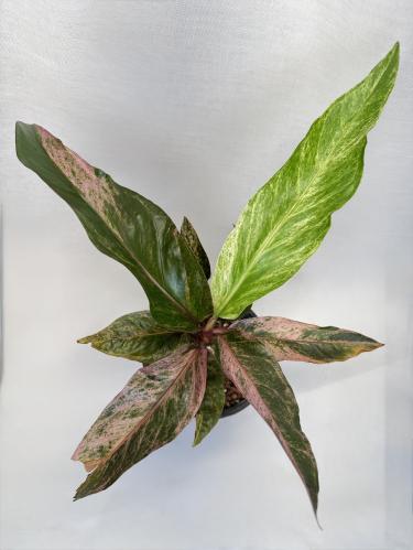 ANTHURIUM HOOKERI BIRDS NEST - انثوريوم هوكيري عش...
