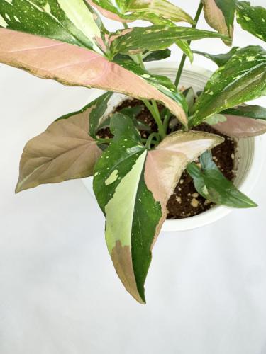syngonium red spot tricolor - سينجونيوم ريد سبوت ت...