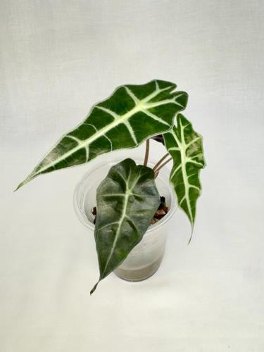 Alocasia Amazonica - ألوكاسيا أمازونيكا