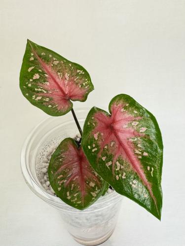 Caladium Rosebud - كالاديوم روزبود