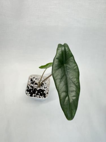 ‏الوكاسيا دراقون بريث - Alocasia Dragon Breath