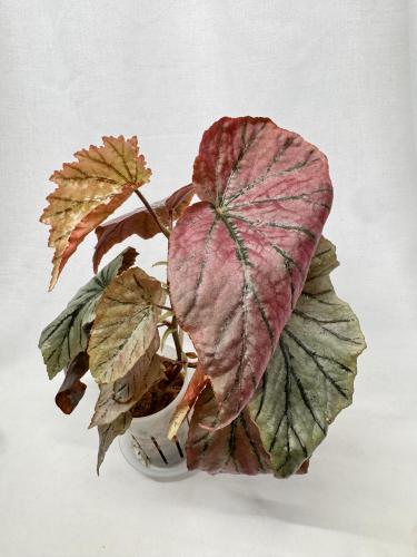 ‏بيغونيا بينك باروت - Begonia Pink Parrot
