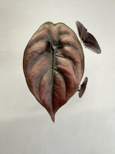 ‏Alocasia cuprea - ألوكاسيا كوبريا