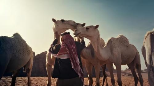 تجربة ركوب الجمل