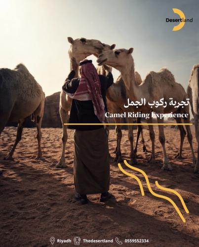 تجربة ركوب الجمل