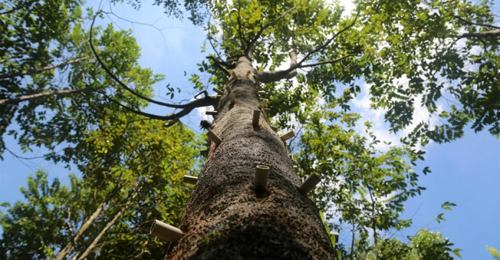Where is Cambodian oud extracted from? Learn about its true source and its magnificence.