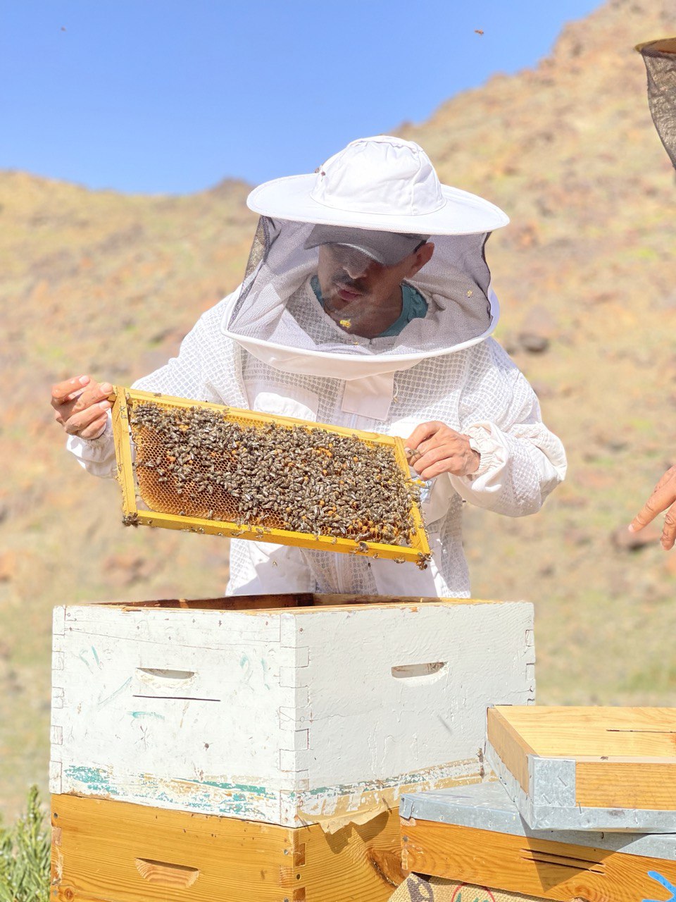 عسل المورينجا