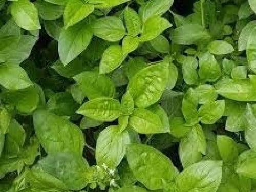 بذور ريحان عراقي 2جم