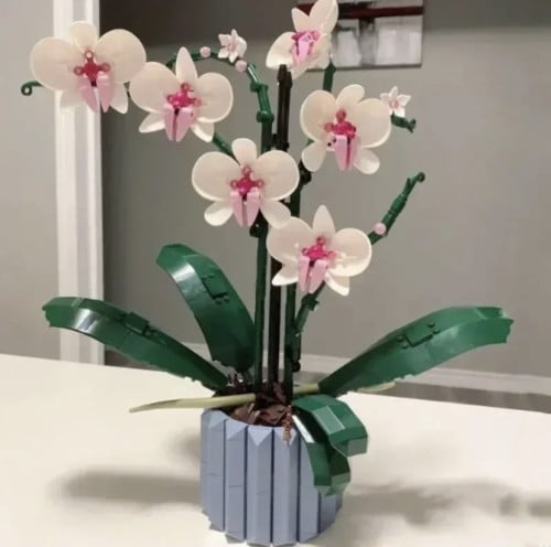 Orchid Flowers