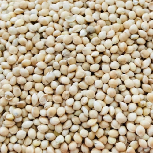 أكل طيور حب وزيبرا مليساء أمريكي سادة