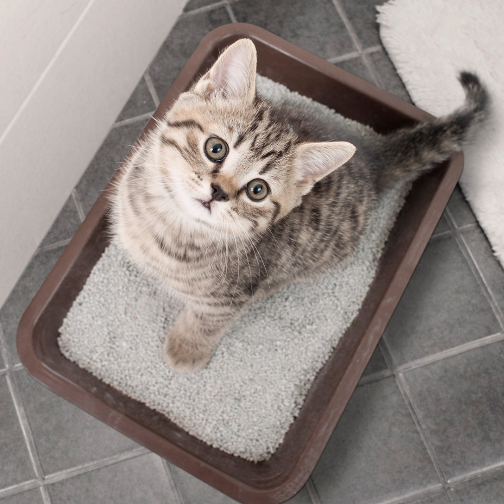 متى يجب أن تغيِّر الرمل الخاص بقطك؟ | مدونة متجر قطتي الجميلة