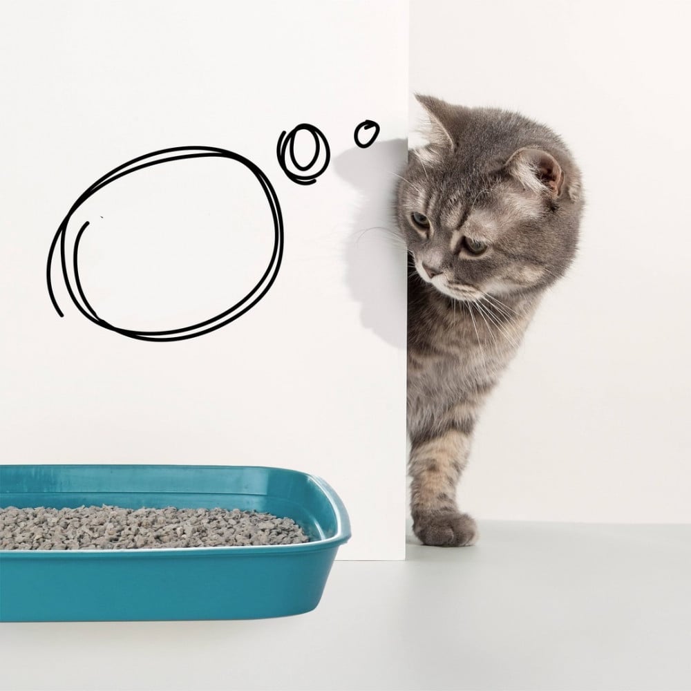 كيف تدرب قطك على قضاء حاجته في صندوق الرمل المخصص له؟ | مدونة متجر قطتي الجميلة
