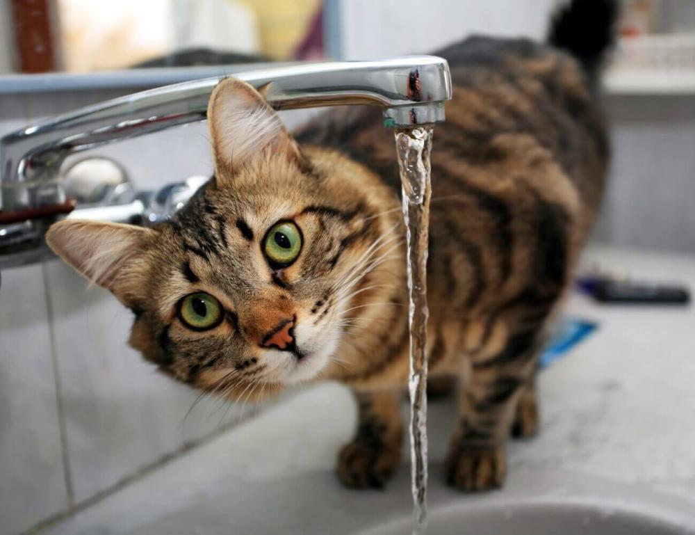 تحفيز القطط الصغيرة على شرب المياه للوقاية من مشاكل الكلى