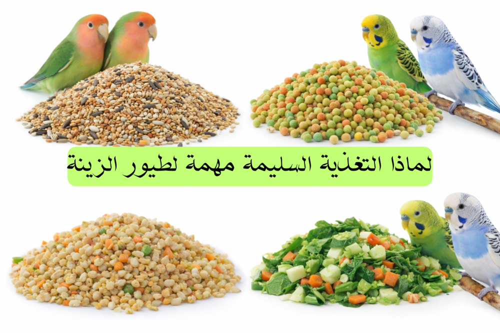 تغذية طيور الزينة أفضل غذاء لطيور الروز والبادجي متجر قطتي الجميلة