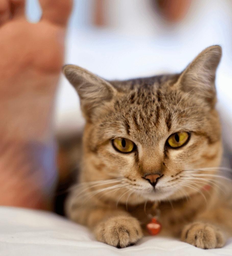 لماذا تحب قطتك عض قدميك ؟ أسباب هجوم القطط في أوقات غير متوقعة | مدونة متجر قطتي الجميلة لماذا تحب قطتك عض قدميك ؟ أسباب هجوم القطط في أوقات غير متوقعة | مدونة متجر قطتي الجميلة