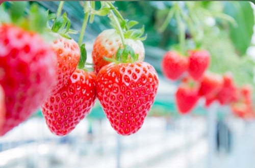 بذور الفراوله الاسكندريه 64