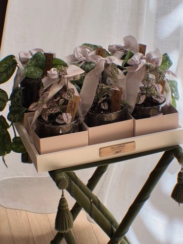 عيدية نباتات ملونة - مجموعة من ٦