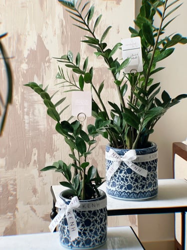 هدية نبتة الزاميا - صغير