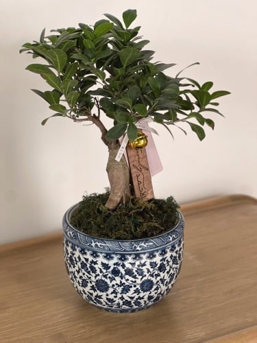 هدية شجرة البونساي | زرقاء