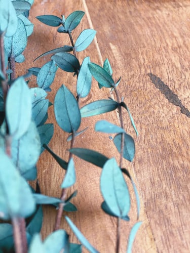 اغصان يوكالبتوس طبيعي مجفف - صغير