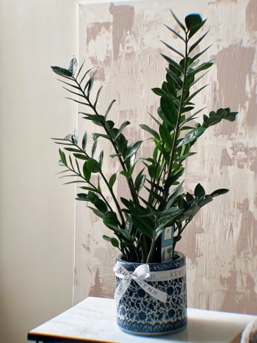 هدية نبتة الزاميا - كبير