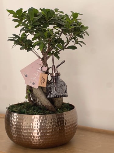 هدية شجرة البونساي | بركة