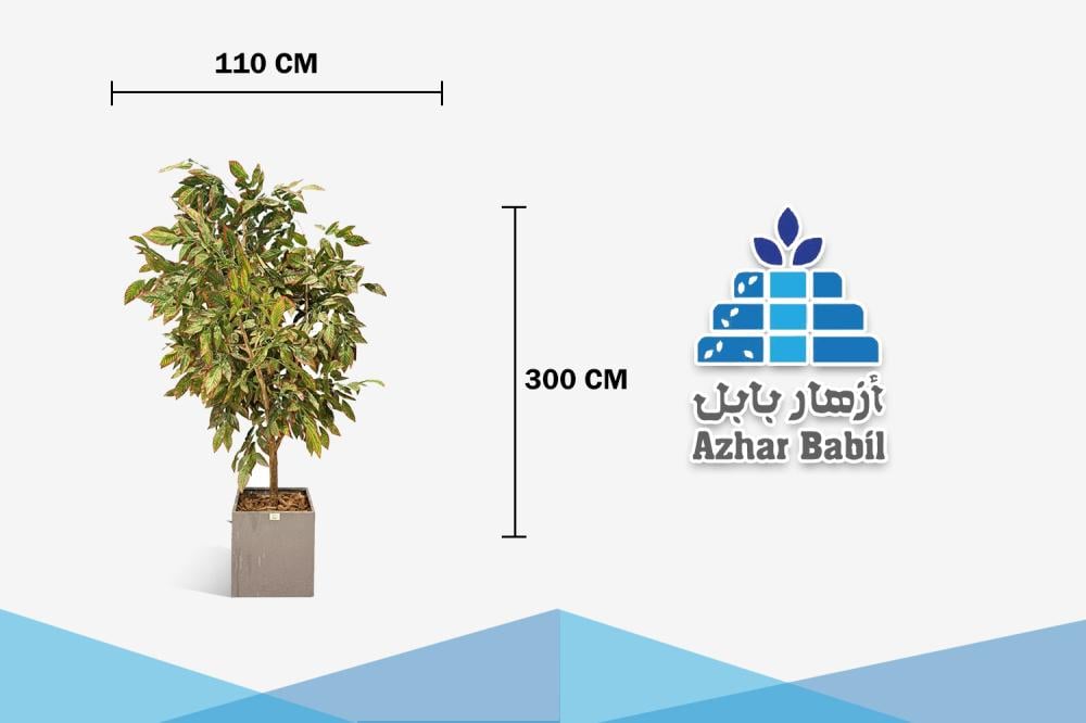 شجرة التين المبرقشة (Variegated Ficus) الاصطناعية الفاخرة - مع مركن مربع عصري