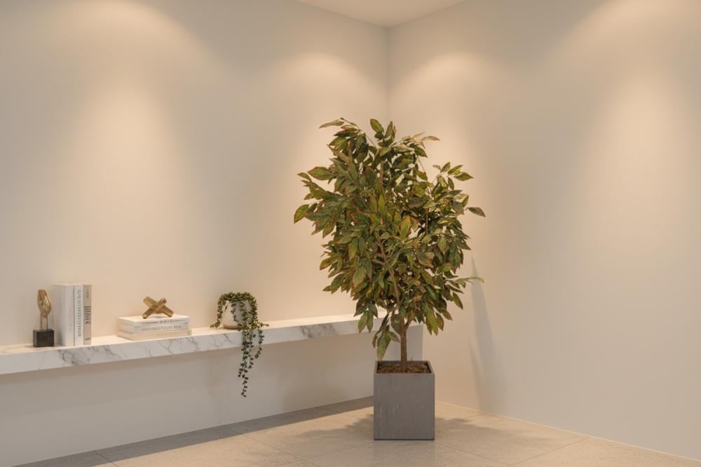 شجرة التين المبرقشة (Variegated Ficus) الاصطناعية الفاخرة - مع مركن مربع عصري