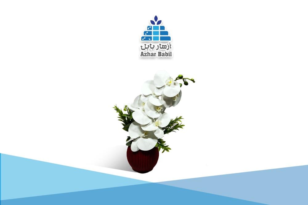 أوركيد بابل الكلاسيكي الأبيض