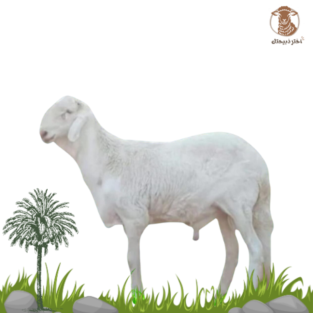 سواكني أبيض وسط يضحي