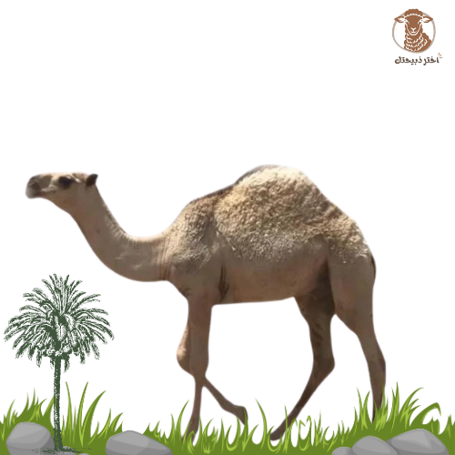 حاشي لباني