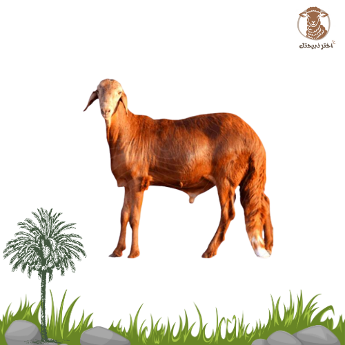سواكني حمري (يضحي)