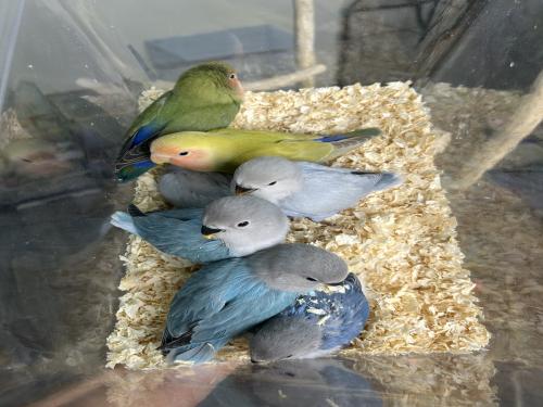 مجموعه فروخ روز